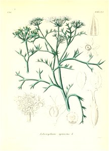 n496_w1150