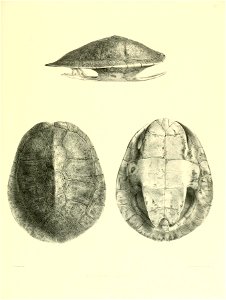 n156_w1150