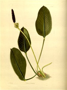 n156_w1150