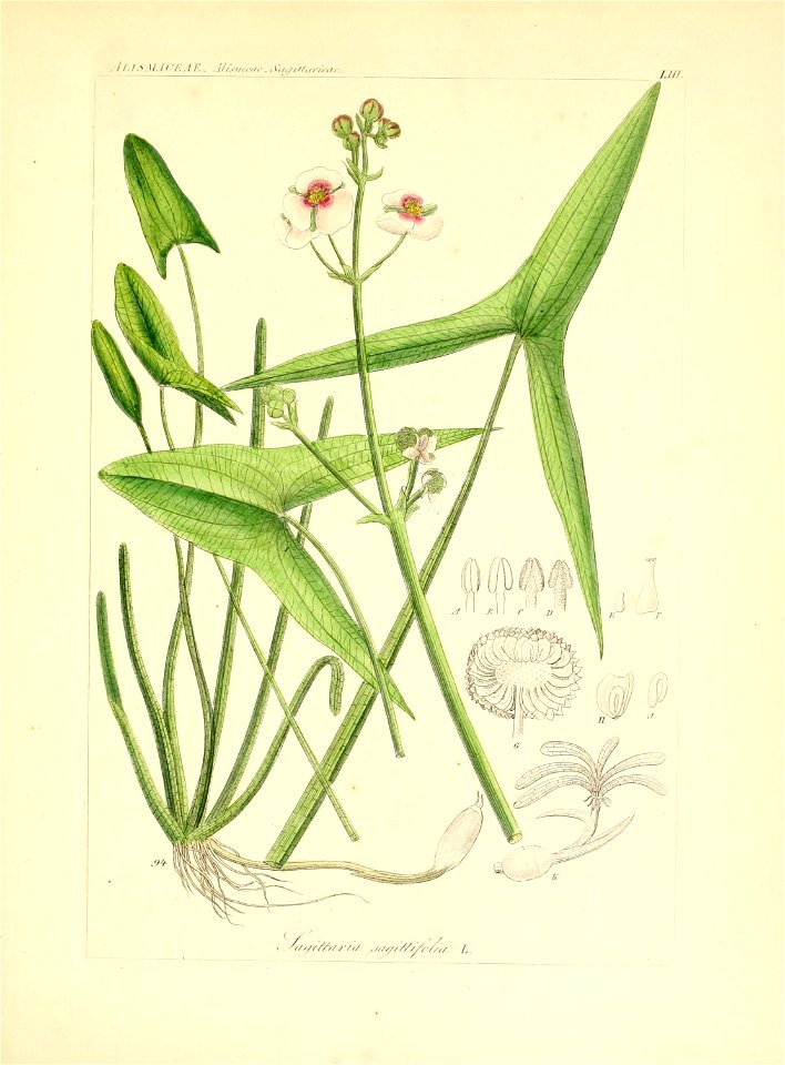 n156_w1150