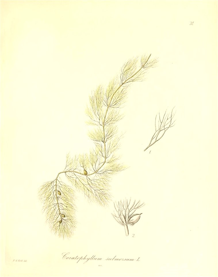 n154_w1150