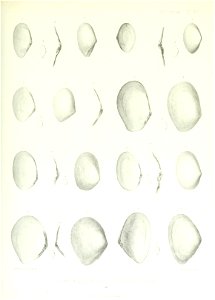 n126_w1150