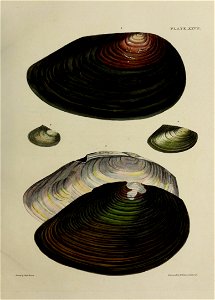 n128_w1150