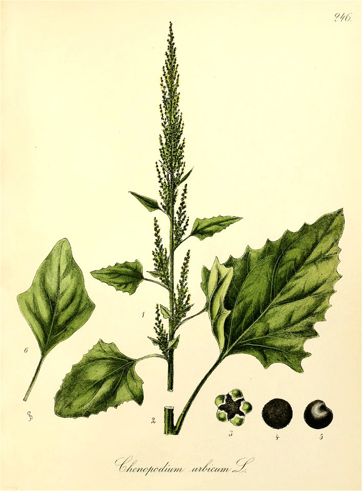 n442_w1150