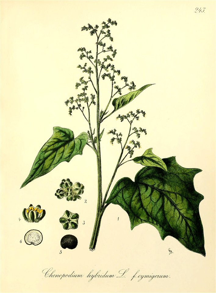 n436_w1150