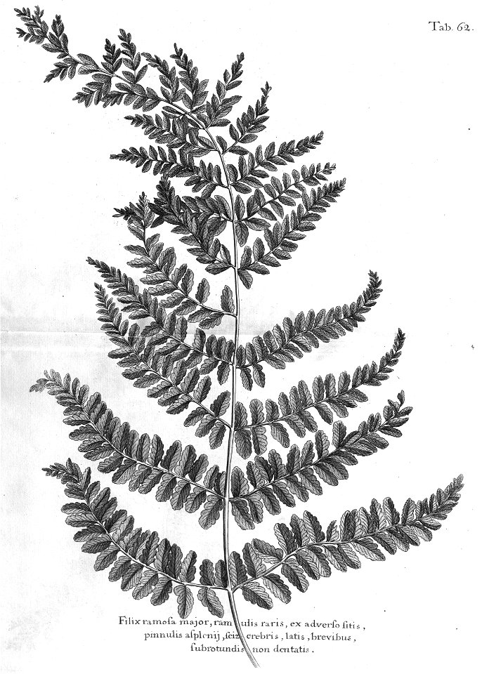 n497_w1150