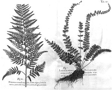 n465_w1150