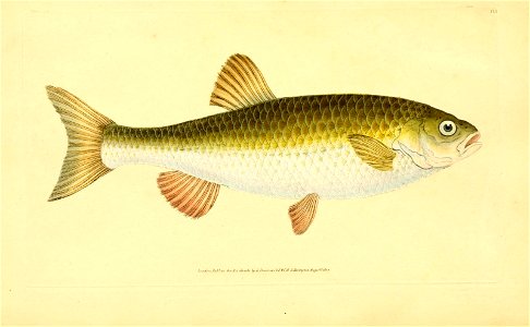 n178_w1150