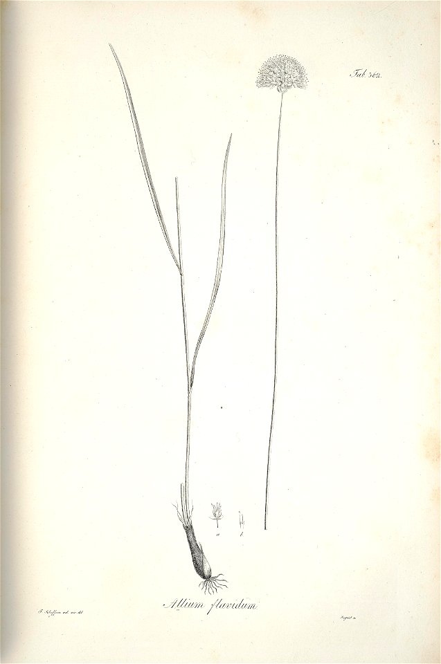 n219_w1150