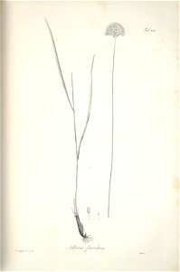 n219_w1150