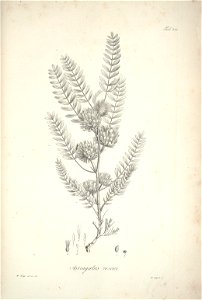n129_w1150