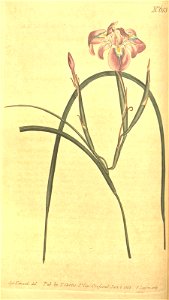 n41_w1150