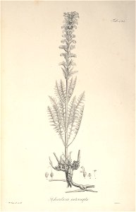 n63_w1150