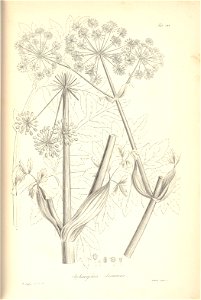n233_w1150