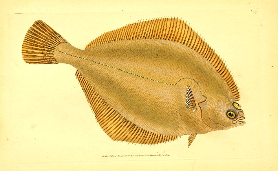 n54_w1150