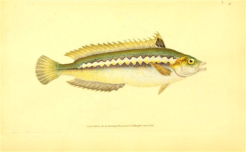 n140_w1150