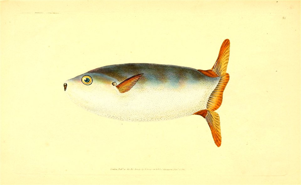 n50_w1150