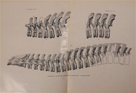 n462_w1150