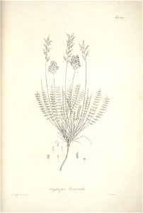 n117_w1150