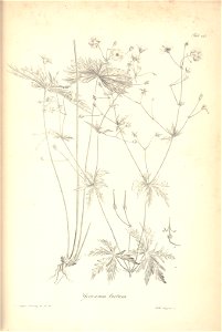 n215_w1150