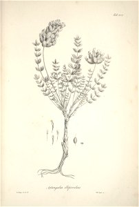 n126_w1150