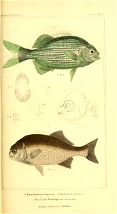 n296_w1150