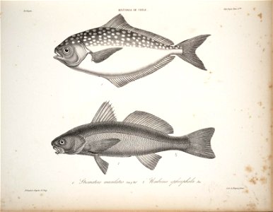 n41_w1150