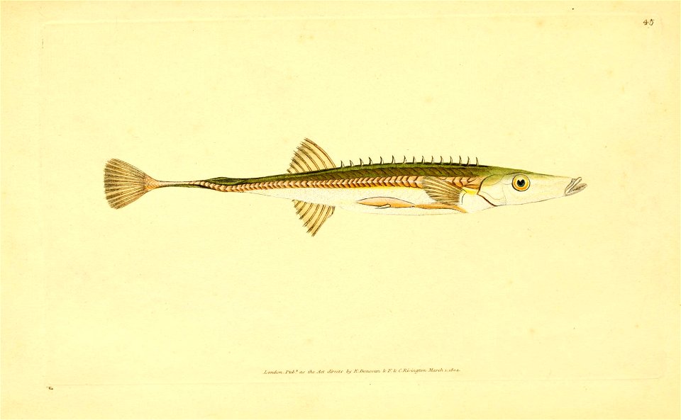 n56_w1150