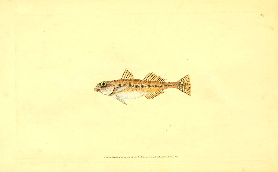 n44_w1150