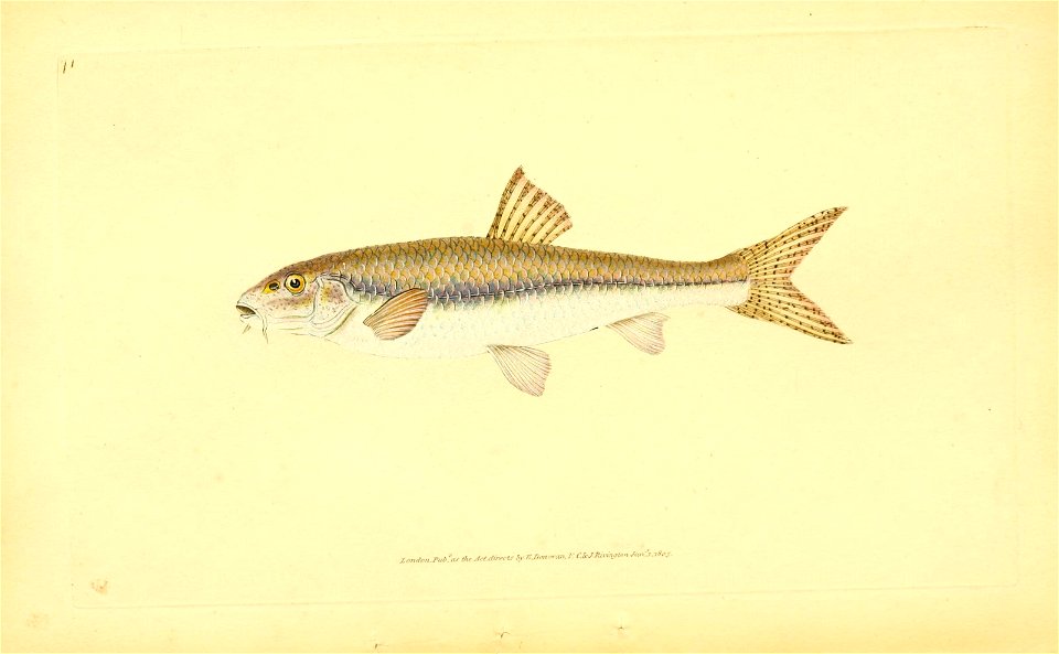 n92_w1150