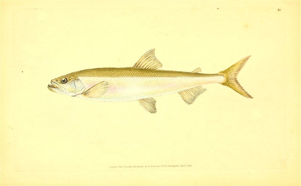 n62_w1150