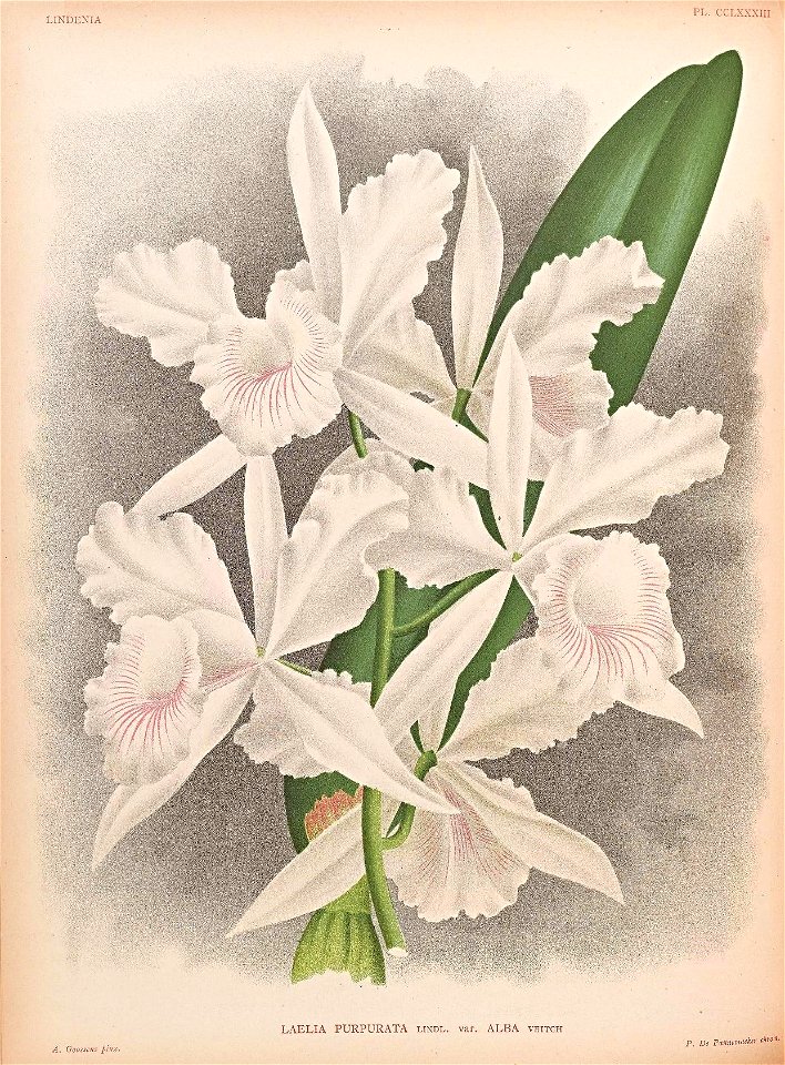 n96_w1150