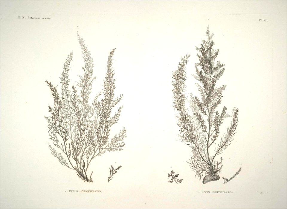 n54_w1150