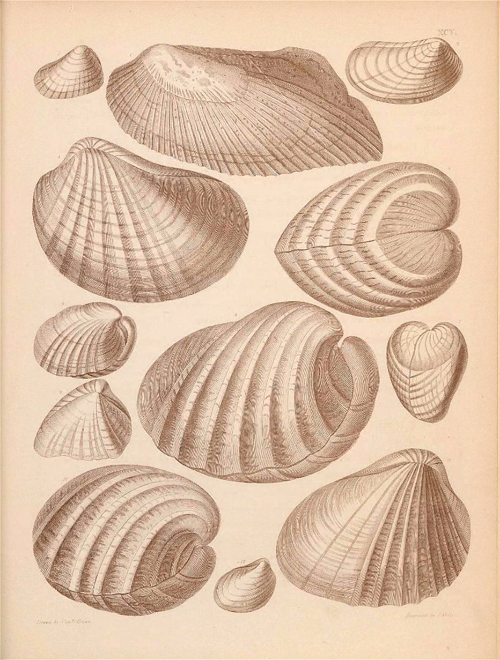 n454_w1150