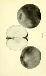 n596_w1150