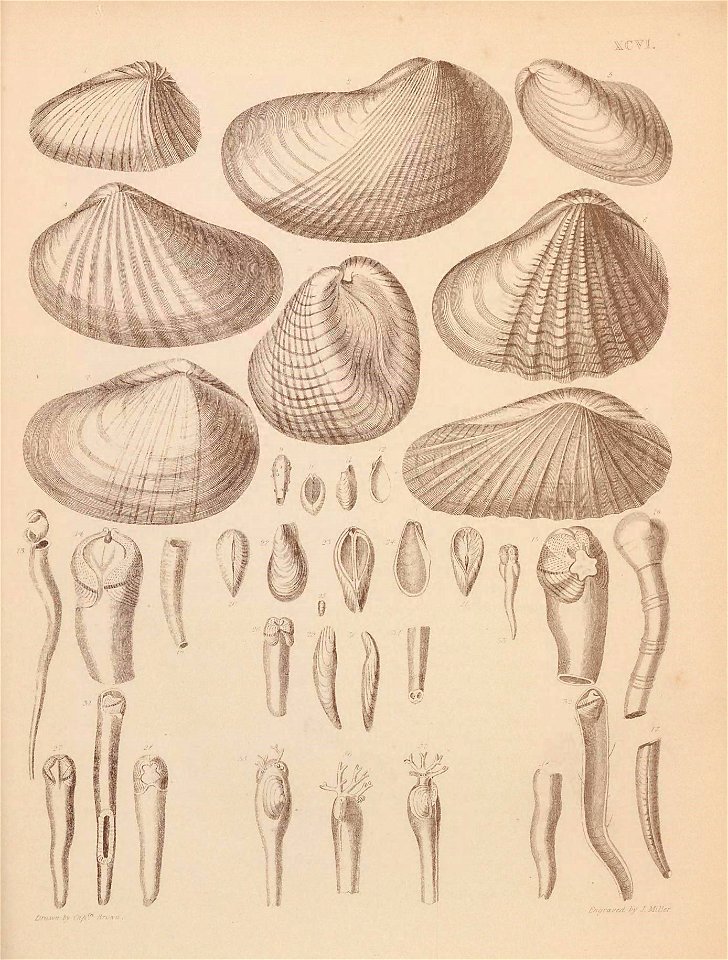 n458_w1150