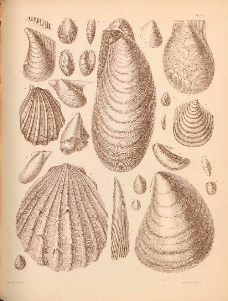 n338_w1150