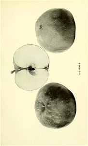 n510_w1150