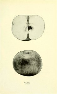 n354_w1150