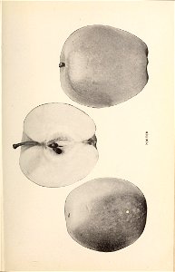 n288_w1150