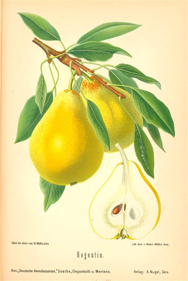 n597_w1150