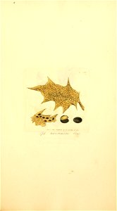 n856_w1150