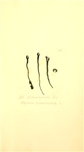 n1090_w1150