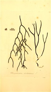 n818_w1150