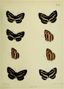 n448_w1150