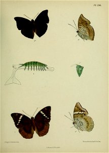 n358_w1150