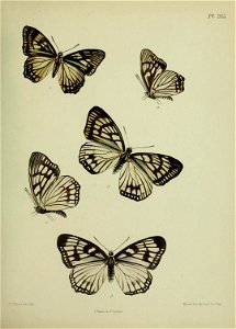 n296_w1150