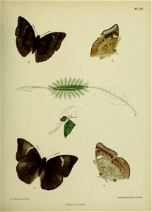 n354_w1150