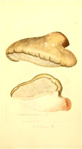 n532_w1150