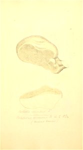 n530_w1150